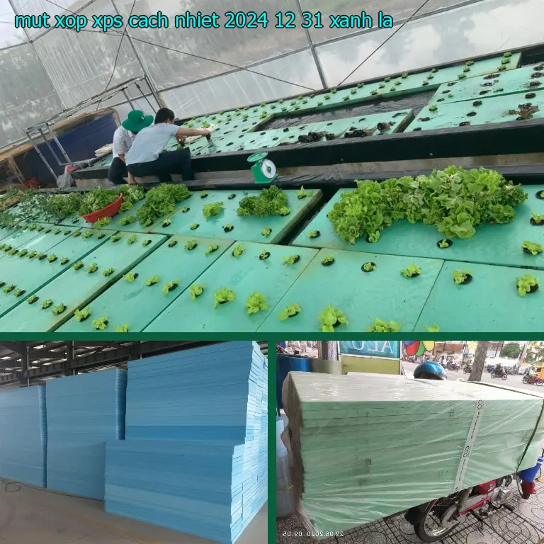 Màu sắc mút xốp XPS cách nhiệt 2024-12-31: Xanh lá Màu sắc mút xốp XPS cách nhiệt 2024-12-31: Xanh lá