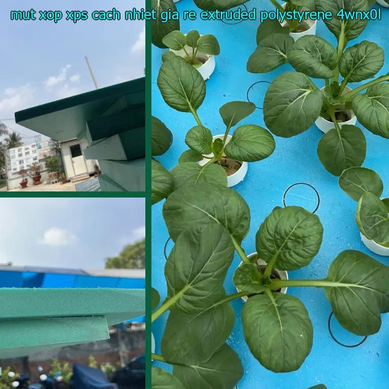 Model mút xốp XPS cách nhiệt giá rẻ Extruded Polystyrene: 4WNX0L Model mút xốp XPS cách nhiệt giá rẻ Extruded Polystyrene: 4WNX0L