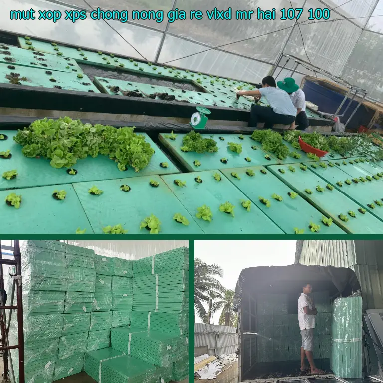 Giá mút xốp XPS chống nóng giá rẻ VLXD Mr.HẢI: 107.100₫ Giá mút xốp XPS chống nóng giá rẻ VLXD Mr.HẢI: 107.100₫