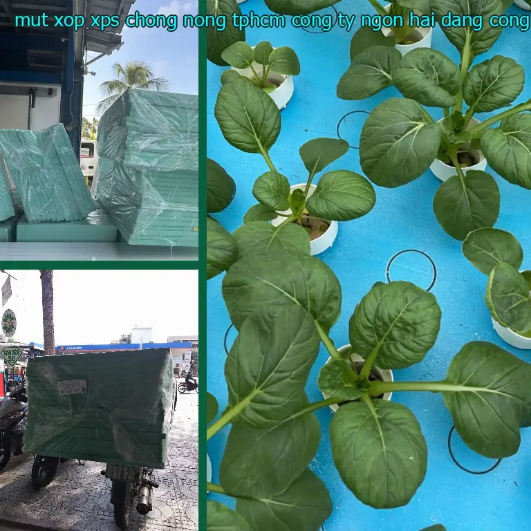 Nhà sản xuất mút xốp XPS chống nóng TpHCM Công ty Ngọn Hải Đăng: Công ty TNHH Triệu Hổ Nhà sản xuất mút xốp XPS chống nóng TpHCM Công ty Ngọn Hải Đăng: Công ty TNHH Triệu Hổ