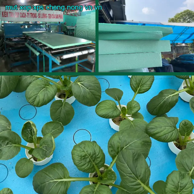 Xuất xứ mút xốp XPS chống nóng VN: VN Xuất xứ mút xốp XPS chống nóng VN: VN
