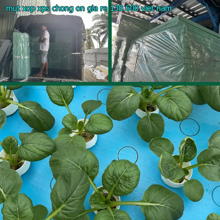 Xuất xứ mút xốp XPS chống ồn giá rẻ 138.600₫: Viet Nam Xuất xứ mút xốp XPS chống ồn giá rẻ 138.600₫: Viet Nam