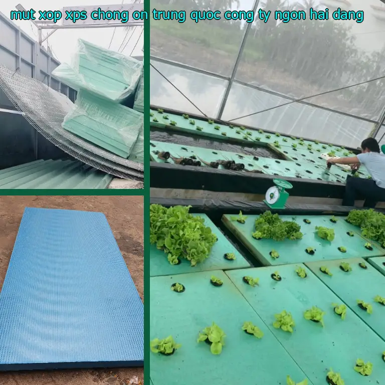 Nhà cung cấp mút xốp XPS chống ồn Trung Quốc: Công ty Ngọn Hải Đăng Nhà cung cấp mút xốp XPS chống ồn Trung Quốc: Công ty Ngọn Hải Đăng