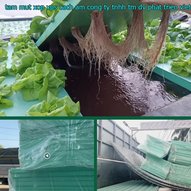 Xuất xứ tấm mút xốp XPS cách âm Công ty TNHH TM - DV - phát triển Việt Hưng: Việt Nam Xuất xứ tấm mút xốp XPS cách âm Công ty TNHH TM - DV - phát triển Việt Hưng: Việt Nam