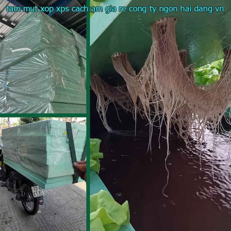 Xuất xứ tấm mút xốp XPS cách âm giá rẻ Công ty Ngọn Hải Đăng: VN Xuất xứ tấm mút xốp XPS cách âm giá rẻ Công ty Ngọn Hải Đăng: VN