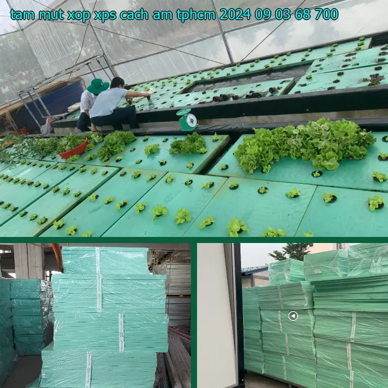 Giá tấm mút xốp XPS cách âm TpHCM 2024-09-03: 68.700₫ Giá tấm mút xốp XPS cách âm TpHCM 2024-09-03: 68.700₫