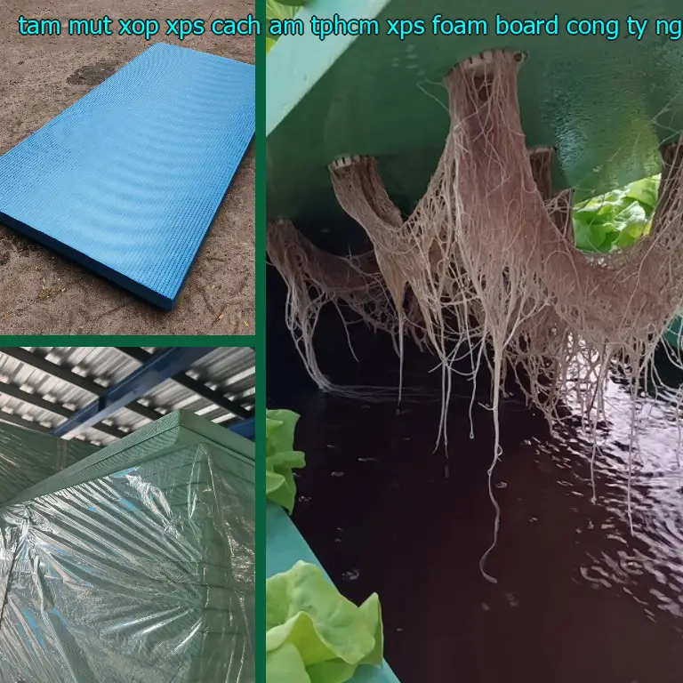 Nhà cung cấp tấm mút xốp XPS cách âm TpHCM XPS Foam Board: Công ty Ngọn Hải Đăng Nhà cung cấp tấm mút xốp XPS cách âm TpHCM XPS Foam Board: Công ty Ngọn Hải Đăng