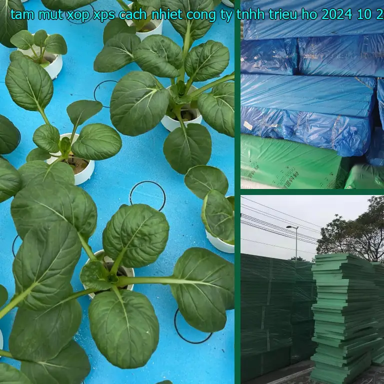 Ngày sản xuất tấm mút xốp XPS cách nhiệt Công ty TNHH Triệu Hổ: 2024-10-28 Ngày sản xuất tấm mút xốp XPS cách nhiệt Công ty TNHH Triệu Hổ: 2024-10-28