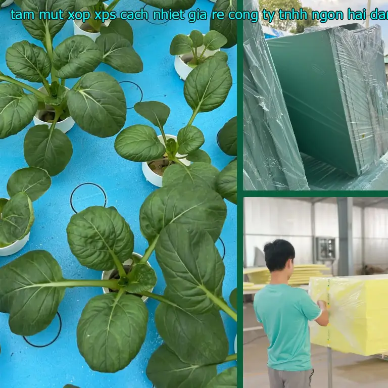 Kích thước tấm mút xốp XPS cách nhiệt giá rẻ Công ty TNHH Ngọn Hải Đăng: 90*130*5.6 cm Kích thước tấm mút xốp XPS cách nhiệt giá rẻ Công ty TNHH Ngọn Hải Đăng: 90*130*5.6 cm