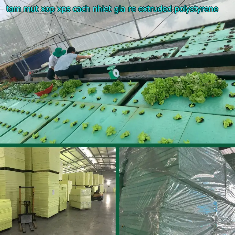 Tấm mút xốp XPS cách nhiệt giá rẻ Extruded Polystyrene