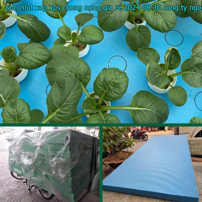 Nhà cung cấp tấm mút xốp XPS chống nóng giá rẻ 2024-08-30: Công ty Ngọn Hải Đăng