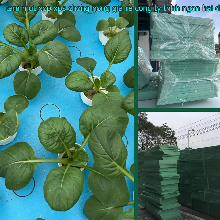 Ngày sản xuất tấm mút xốp XPS chống nóng giá rẻ Công ty TNHH Ngọn Hải Đăng: 2025-02-08