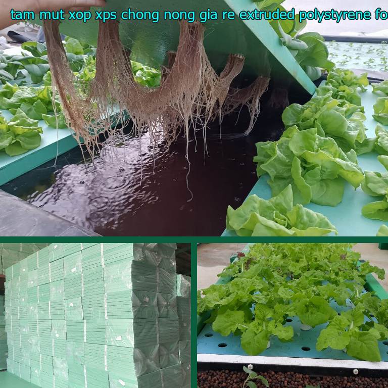 Xuất xứ tấm mút xốp XPS chống nóng giá rẻ Extruded Polystyrene Foam: Viet Nam Xuất xứ tấm mút xốp XPS chống nóng giá rẻ Extruded Polystyrene Foam: Viet Nam
