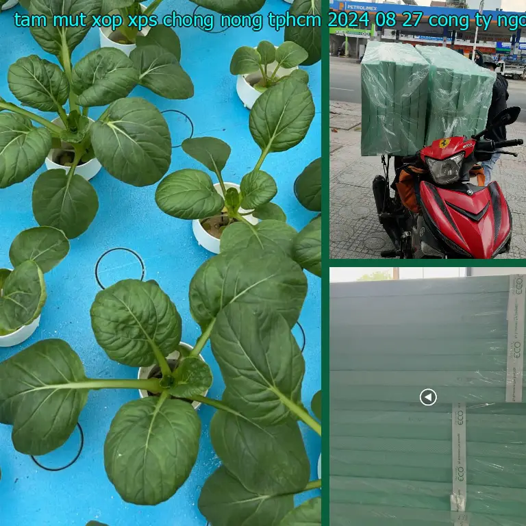 Nhà cung cấp tấm mút xốp XPS chống nóng TpHCM 2024-08-27: Công ty Ngọn Hải Đăng Nhà cung cấp tấm mút xốp XPS chống nóng TpHCM 2024-08-27: Công ty Ngọn Hải Đăng
