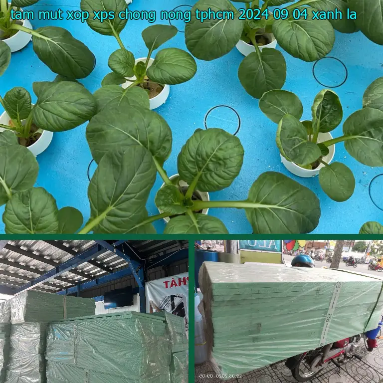 Màu sắc tấm mút xốp XPS chống nóng TpHCM 2024-09-04: Xanh lá Màu sắc tấm mút xốp XPS chống nóng TpHCM 2024-09-04: Xanh lá