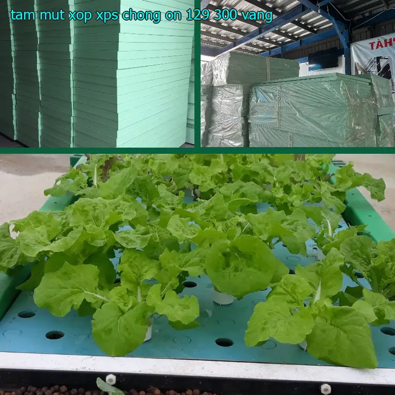 Màu sắc tấm mút xốp XPS chống ồn 129.300₫: Vàng Màu sắc tấm mút xốp XPS chống ồn 129.300₫: Vàng