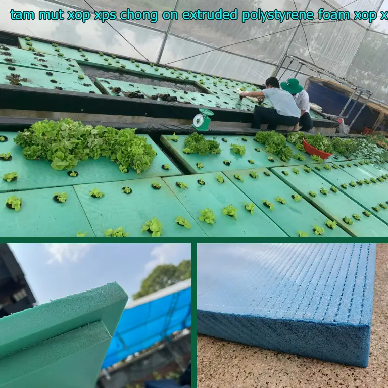 Danh mục tấm mút xốp XPS chống ồn Extruded Polystyrene Foam: Xốp XPS Foam