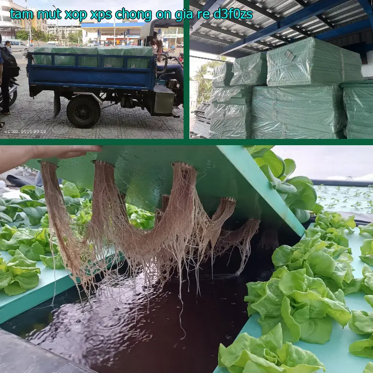 Tấm mút xốp XPS chống ồn giá rẻ D3F0ZS