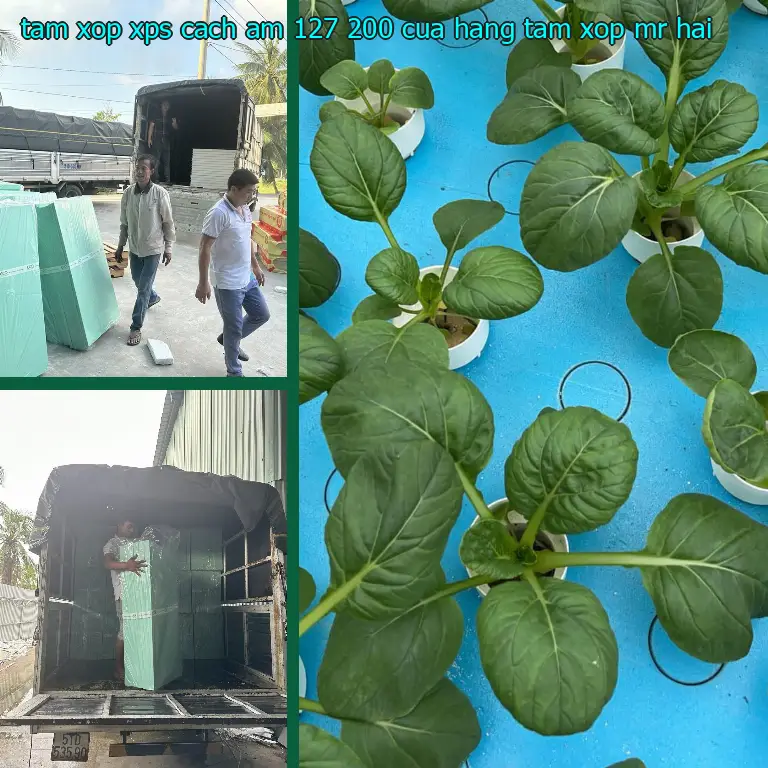 Nhà cung cấp tấm xốp XPS cách âm 127.200₫: Cửa hàng tấm xốp Mr.HẢI Nhà cung cấp tấm xốp XPS cách âm 127.200₫: Cửa hàng tấm xốp Mr.HẢI