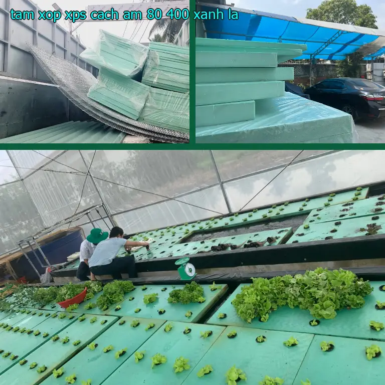 Màu sắc tấm xốp XPS cách âm 80.400₫: Xanh lá Màu sắc tấm xốp XPS cách âm 80.400₫: Xanh lá
