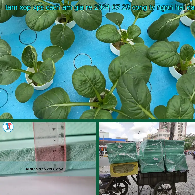 Nhà cung cấp tấm xốp XPS cách âm giá rẻ 2024-07-23: Công ty Ngọn Hải Đăng Nhà cung cấp tấm xốp XPS cách âm giá rẻ 2024-07-23: Công ty Ngọn Hải Đăng