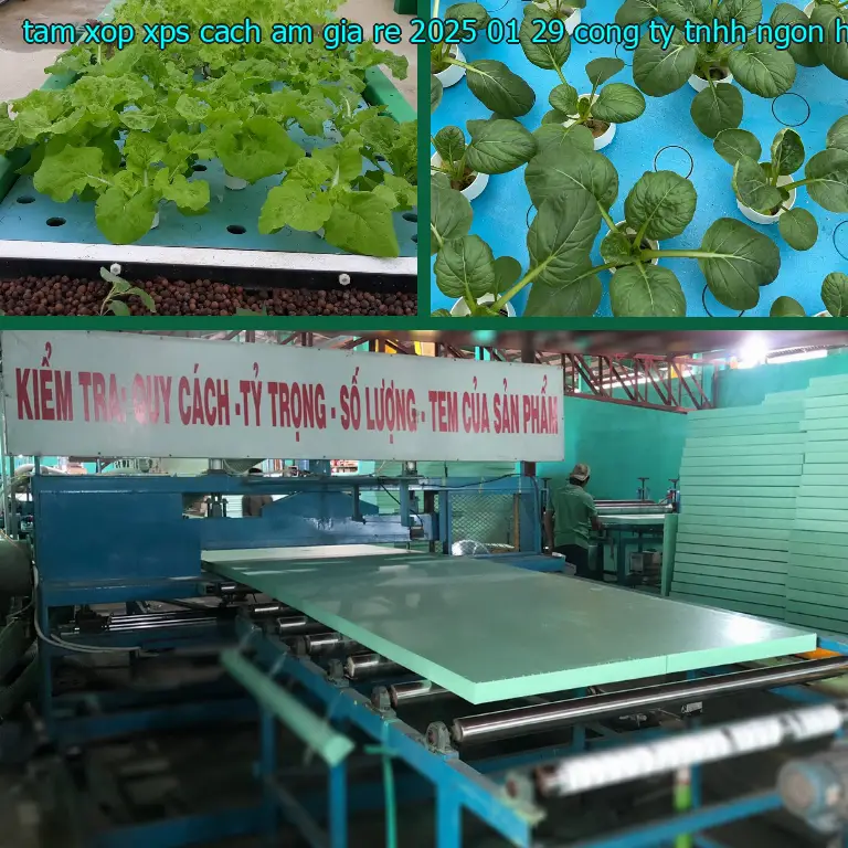 Nhà cung cấp tấm xốp XPS cách âm giá rẻ 2025-01-29: Công ty TNHH Ngọn Hải Đăng Nhà cung cấp tấm xốp XPS cách âm giá rẻ 2025-01-29: Công ty TNHH Ngọn Hải Đăng
