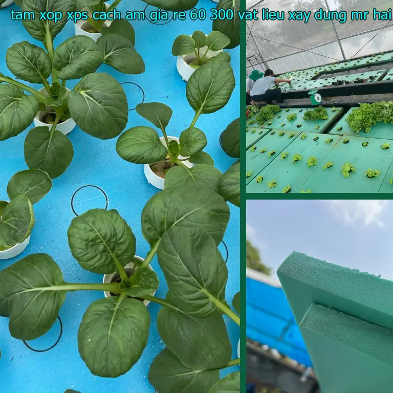 Nhà cung cấp tấm xốp XPS cách âm giá rẻ 60.300₫: Vật Liệu Xây Dựng Mr.HẢI Nhà cung cấp tấm xốp XPS cách âm giá rẻ 60.300₫: Vật Liệu Xây Dựng Mr.HẢI