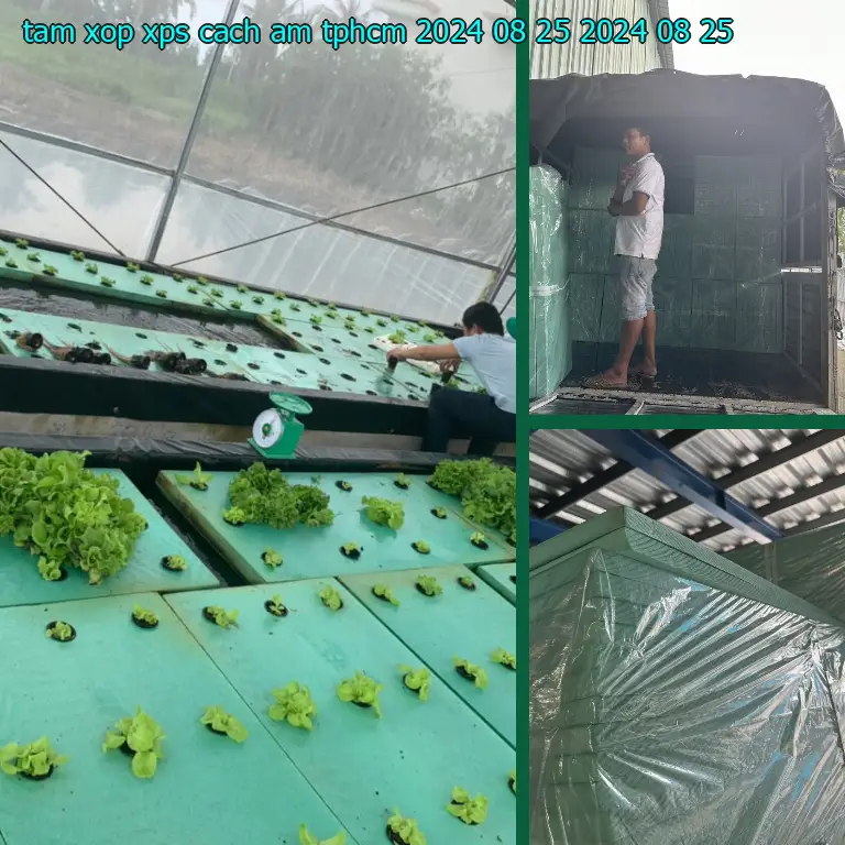 Ngày sản xuất tấm xốp XPS cách âm TpHCM 2024-08-25: 2024-08-25