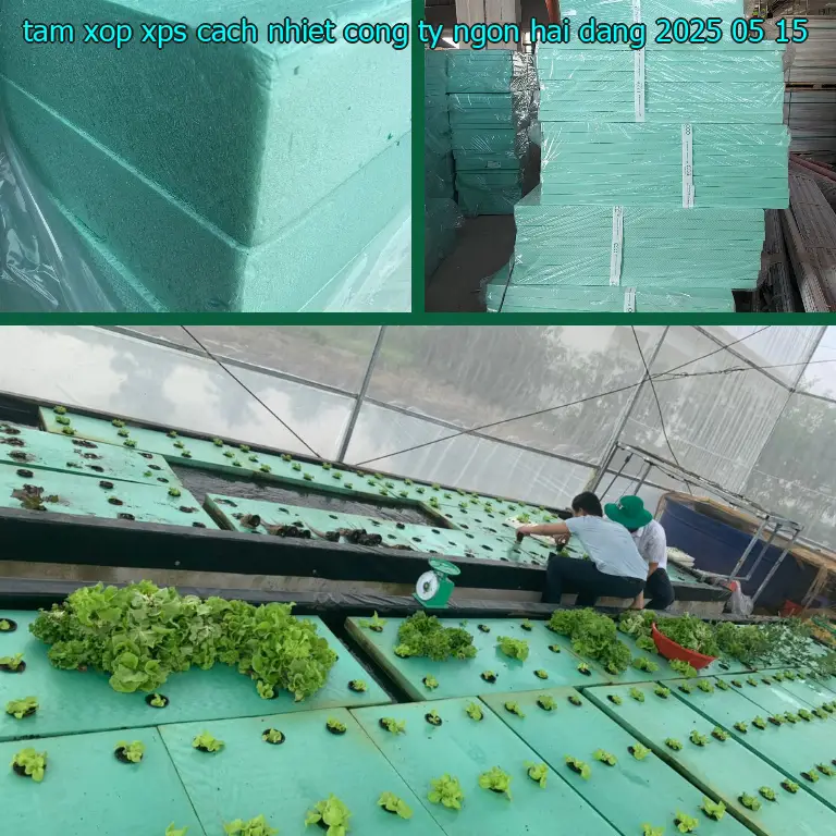 Ngày sản xuất tấm xốp XPS cách nhiệt Công ty Ngọn Hải Đăng: 2025-05-15 Ngày sản xuất tấm xốp XPS cách nhiệt Công ty Ngọn Hải Đăng: 2025-05-15