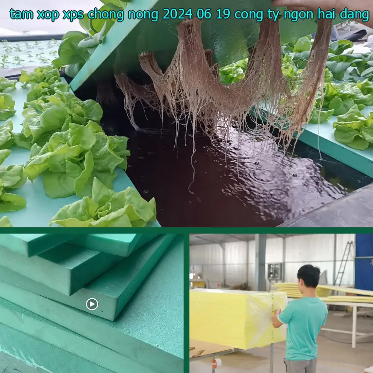 Nhà cung cấp tấm xốp XPS chống nóng 2024-06-19: Công ty Ngọn Hải Đăng Nhà cung cấp tấm xốp XPS chống nóng 2024-06-19: Công ty Ngọn Hải Đăng