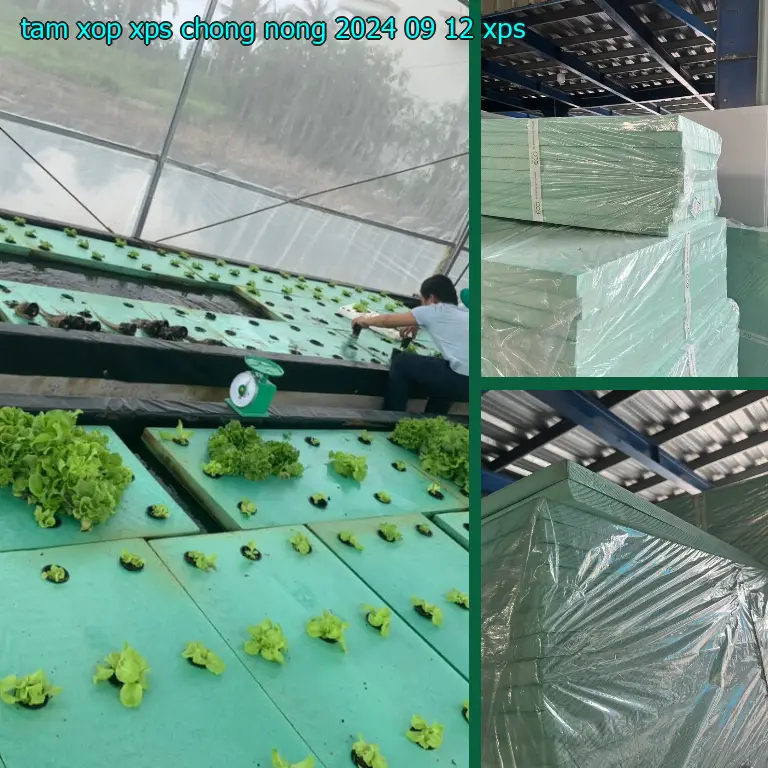 Chất liệu tấm xốp XPS chống nóng 2024-09-12: XPS Chất liệu tấm xốp XPS chống nóng 2024-09-12: XPS
