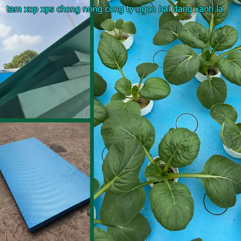 Màu sắc tấm xốp XPS chống nóng Công ty Ngọn Hải Đăng: Xanh lá Màu sắc tấm xốp XPS chống nóng Công ty Ngọn Hải Đăng: Xanh lá