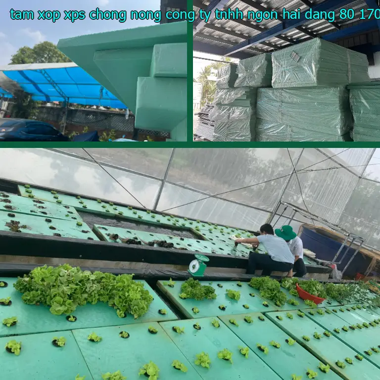 Kích thước tấm xốp XPS chống nóng Công ty TNHH Ngọn Hải Đăng: 80*170*2.9 cm Kích thước tấm xốp XPS chống nóng Công ty TNHH Ngọn Hải Đăng: 80*170*2.9 cm