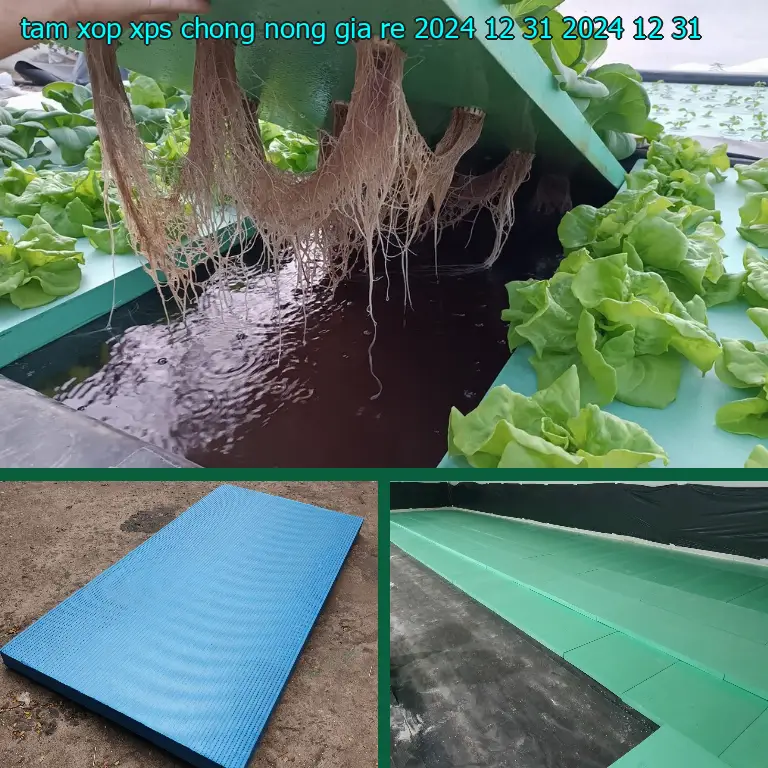 Ngày sản xuất tấm xốp XPS chống nóng giá rẻ 2024-12-31: 2024-12-31 Ngày sản xuất tấm xốp XPS chống nóng giá rẻ 2024-12-31: 2024-12-31