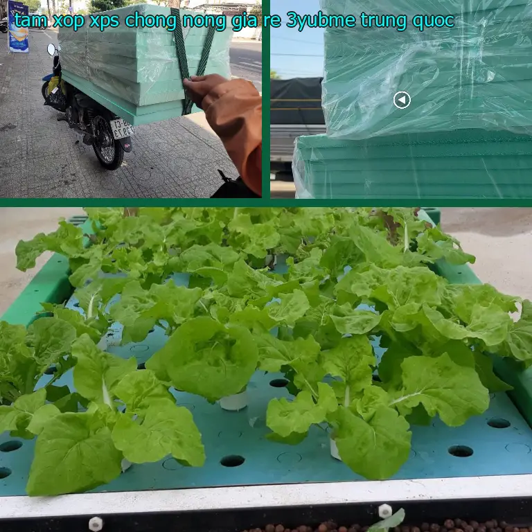 Xuất xứ tấm xốp XPS chống nóng giá rẻ 3YUBME: Trung Quốc Xuất xứ tấm xốp XPS chống nóng giá rẻ 3YUBME: Trung Quốc