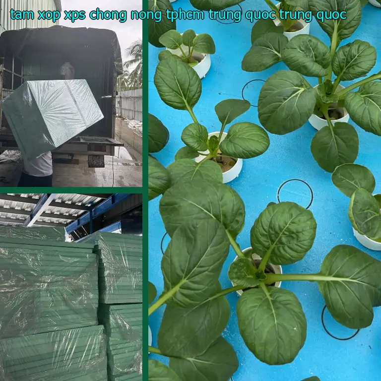 Xuất xứ tấm xốp XPS chống nóng TpHCM Trung Quốc: Trung Quốc Xuất xứ tấm xốp XPS chống nóng TpHCM Trung Quốc: Trung Quốc