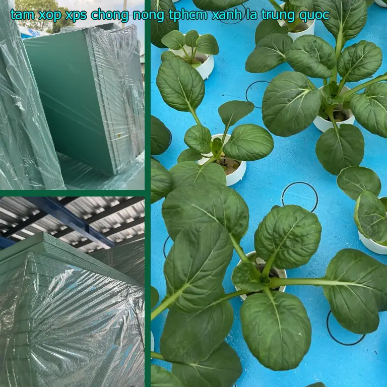 Xuất xứ tấm xốp XPS chống nóng TpHCM Xanh lá: Trung Quốc