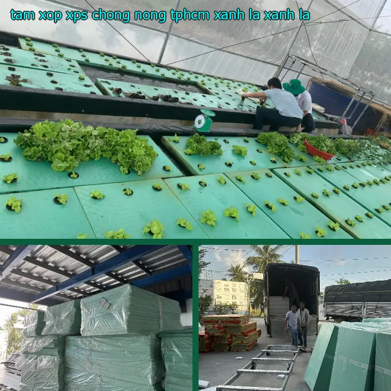 Màu sắc tấm xốp XPS chống nóng TpHCM Xanh lá: Xanh lá