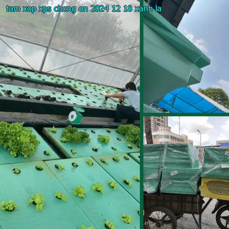 Màu sắc tấm xốp XPS chống ồn 2024-12-18: Xanh lá Màu sắc tấm xốp XPS chống ồn 2024-12-18: Xanh lá