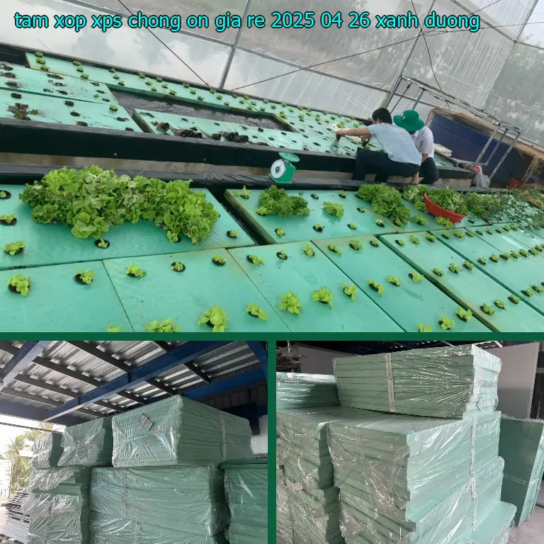 Màu sắc tấm xốp XPS chống ồn giá rẻ 2025-04-26: Xanh dương Màu sắc tấm xốp XPS chống ồn giá rẻ 2025-04-26: Xanh dương