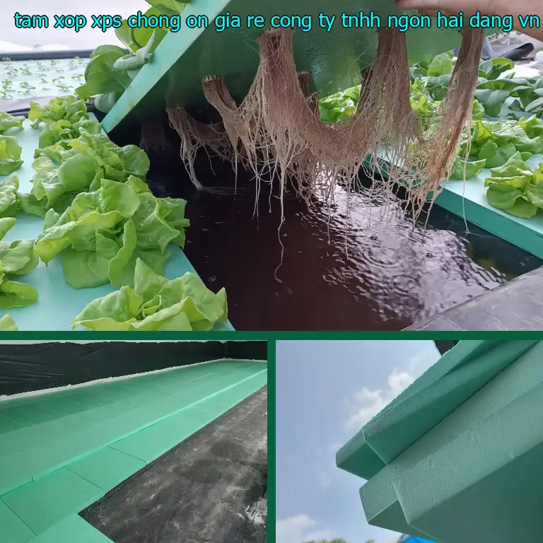 Xuất xứ tấm xốp XPS chống ồn giá rẻ Công ty TNHH Ngọn Hải Đăng: VN Xuất xứ tấm xốp XPS chống ồn giá rẻ Công ty TNHH Ngọn Hải Đăng: VN