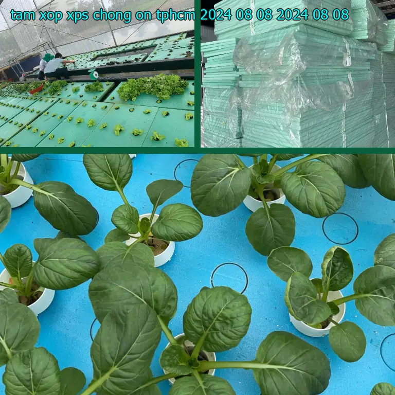 Ngày sản xuất tấm xốp XPS chống ồn TpHCM 2024-08-08: 2024-08-08