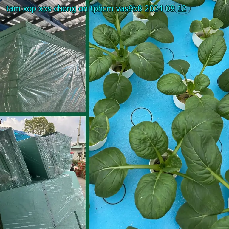 Ngày sản xuất tấm xốp XPS chống ồn TpHCM VAS9B8: 2024-08-12 Ngày sản xuất tấm xốp XPS chống ồn TpHCM VAS9B8: 2024-08-12