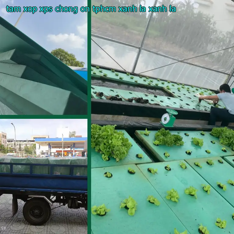 Màu sắc tấm xốp XPS chống ồn TpHCM Xanh lá: Xanh lá Màu sắc tấm xốp XPS chống ồn TpHCM Xanh lá: Xanh lá