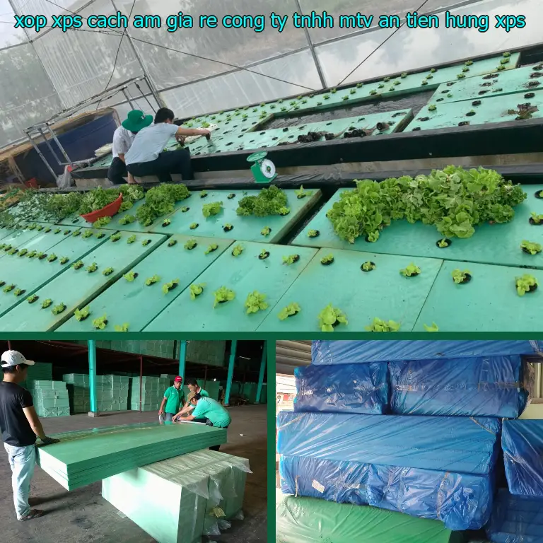 Chất liệu xốp XPS cách âm giá rẻ Công ty TNHH MTV An Tiến Hưng: XPS Chất liệu xốp XPS cách âm giá rẻ Công ty TNHH MTV An Tiến Hưng: XPS