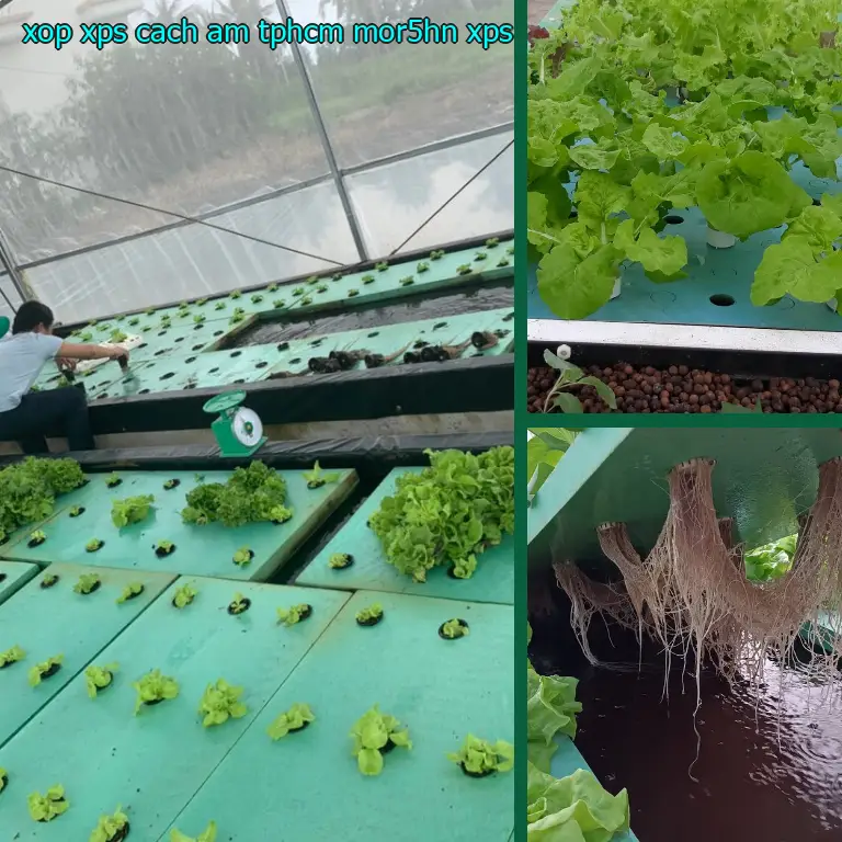 Chất liệu xốp XPS cách âm TpHCM MOR5HN: XPS Chất liệu xốp XPS cách âm TpHCM MOR5HN: XPS
