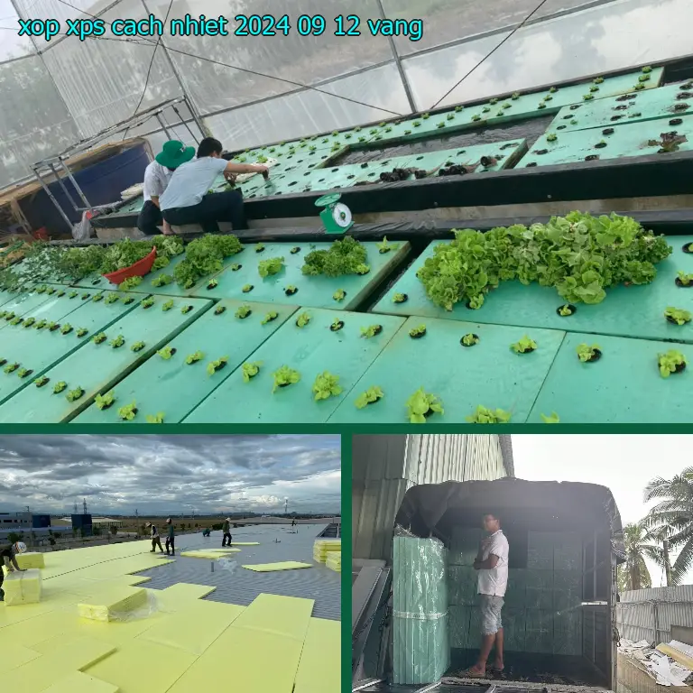 Màu sắc xốp XPS cách nhiệt 2024-09-12: Vàng Màu sắc xốp XPS cách nhiệt 2024-09-12: Vàng