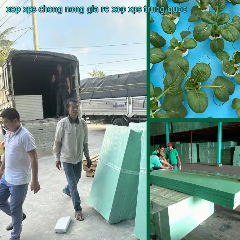 Xuất xứ xốp XPS chống nóng giá rẻ Xốp XPS: Trung Quốc Xuất xứ xốp XPS chống nóng giá rẻ Xốp XPS: Trung Quốc