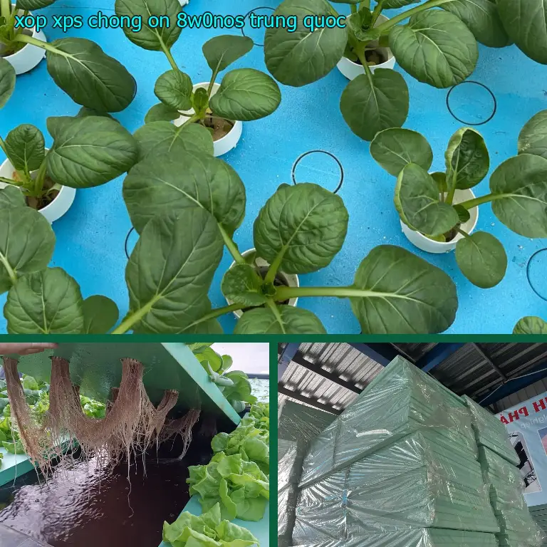 Xuất xứ xốp XPS chống ồn 8W0NOS: Trung Quốc Xuất xứ xốp XPS chống ồn 8W0NOS: Trung Quốc
